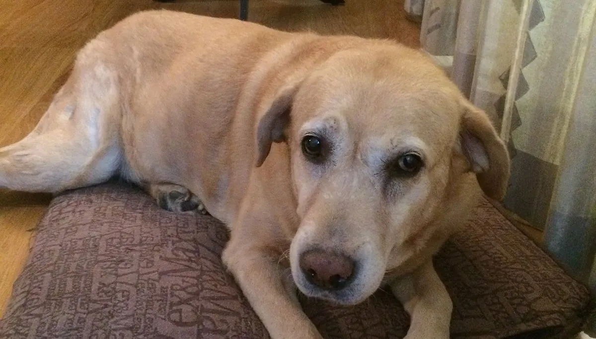 hondenbelasting 2016