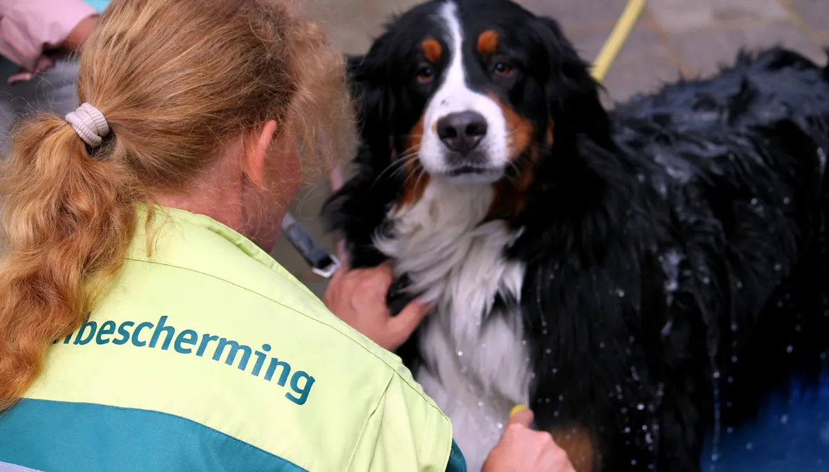 hondenwasdag 2015