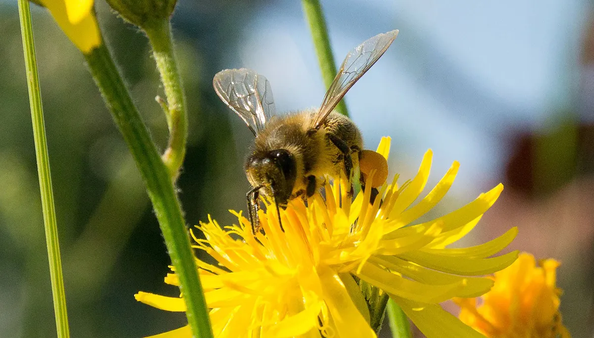 honingbij bij honing cc0 pixabay bee 802589 1280