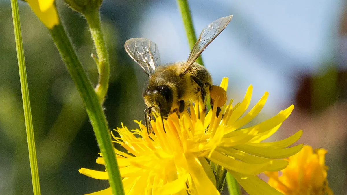 honingbij pixabay cc0