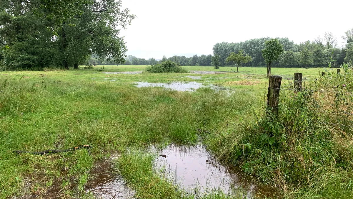 hoogwater weinad bij genhoes