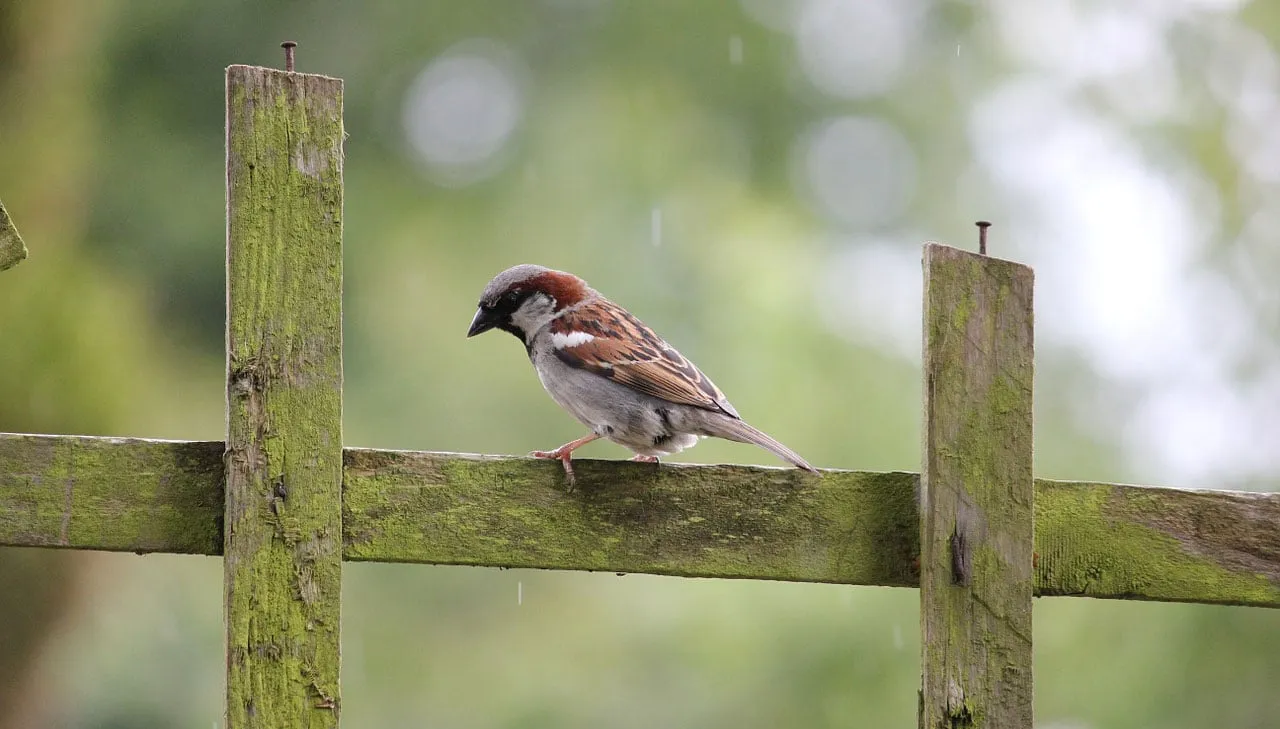 house sparrow 84647 1280 huismus