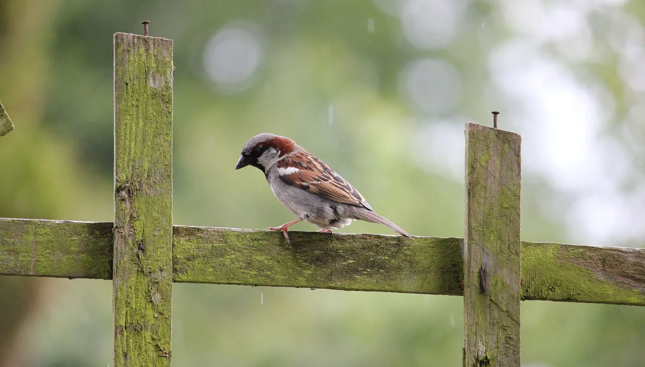 house sparrow 84647 1280 huismus