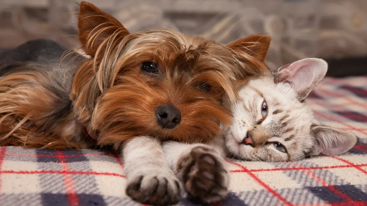 huisdieren hond en kat