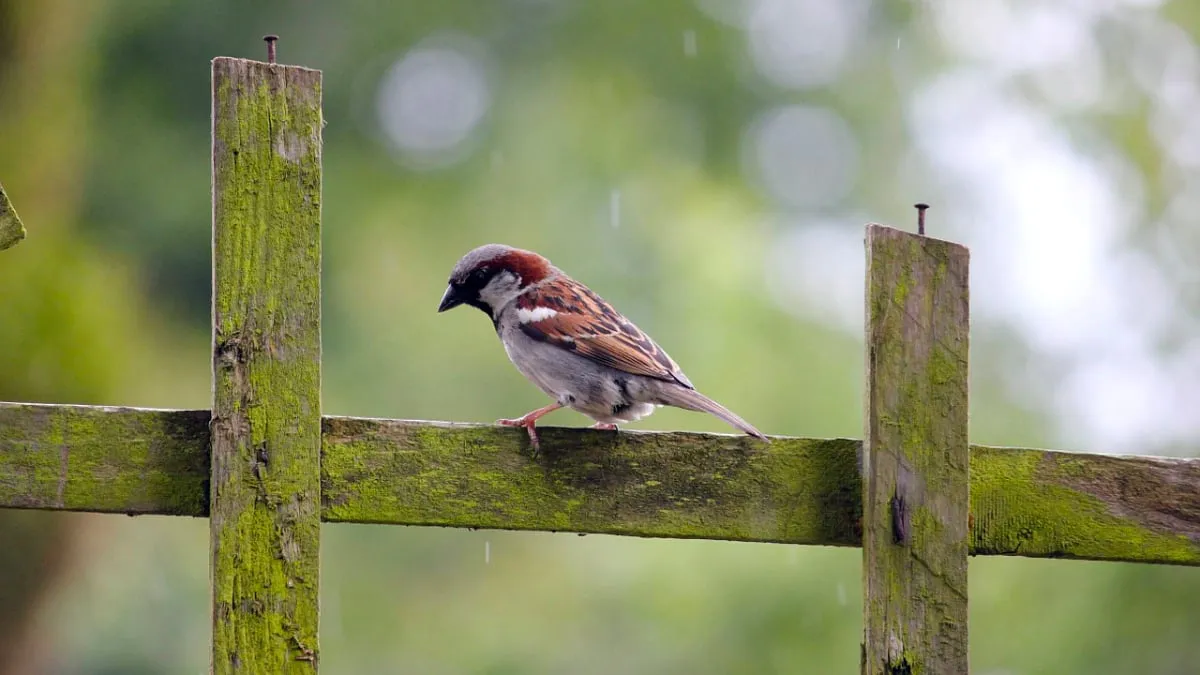 huismus cc0 via pixabay vogeltelling