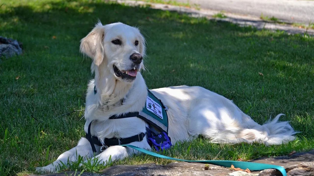 hulphond needpix service dog 2098366 1280