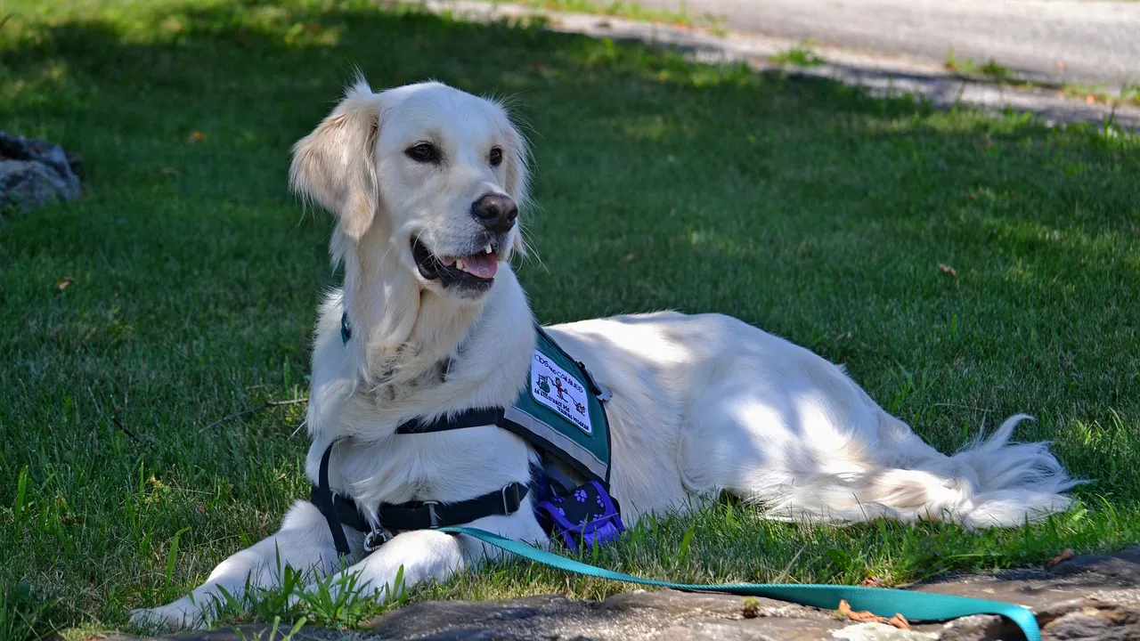 hulphond needpix service dog 2098366 1280