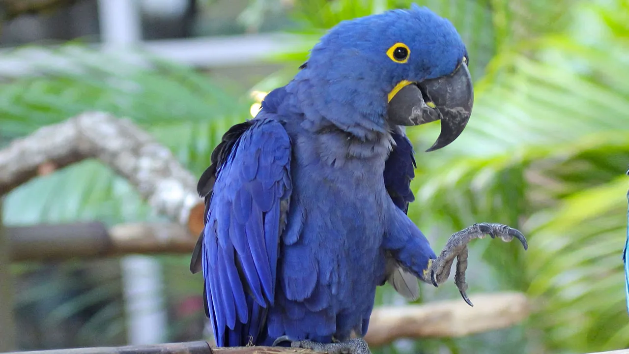 hyacinth macaw