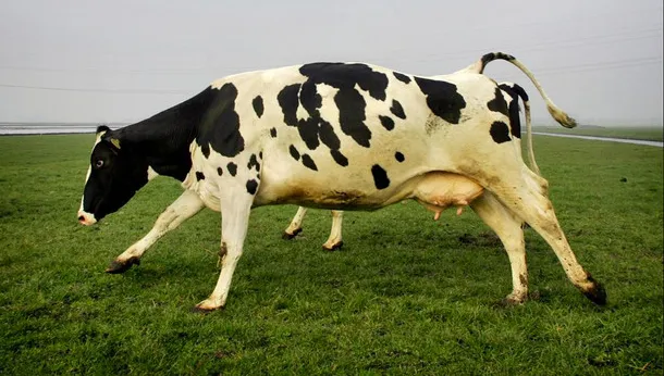 i8o5gms8ltbf8efsu8oz3yvmw 2014 01 2609 58 25