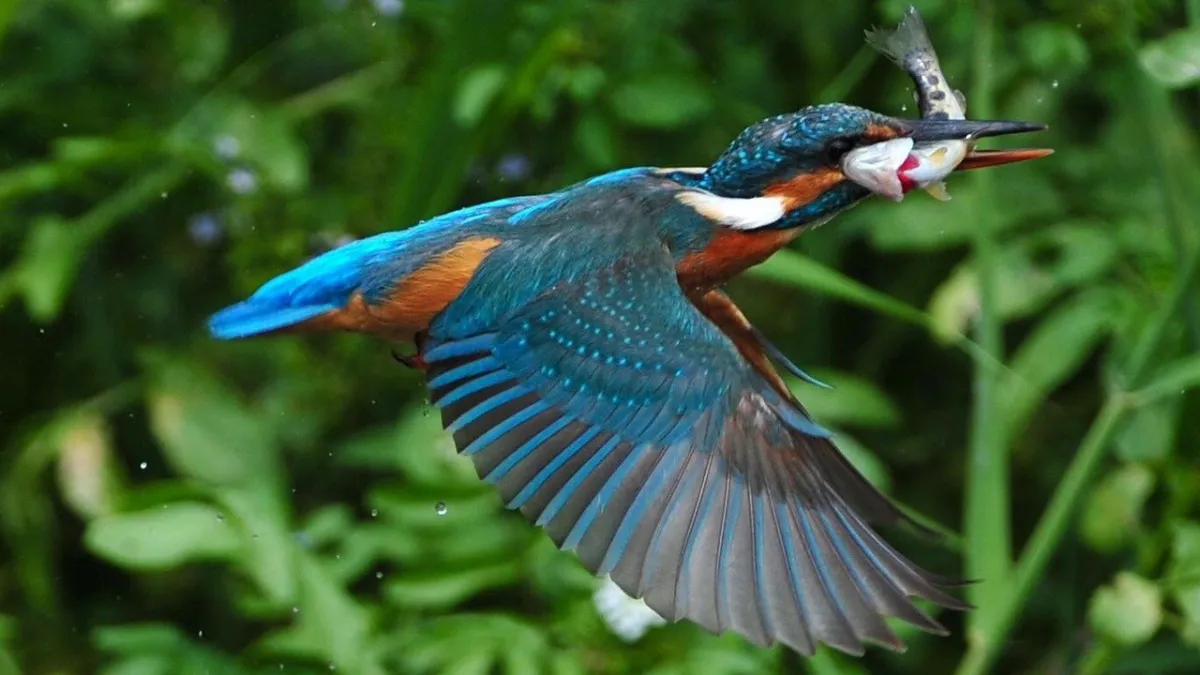 ijsvogel met prooi via pixabay