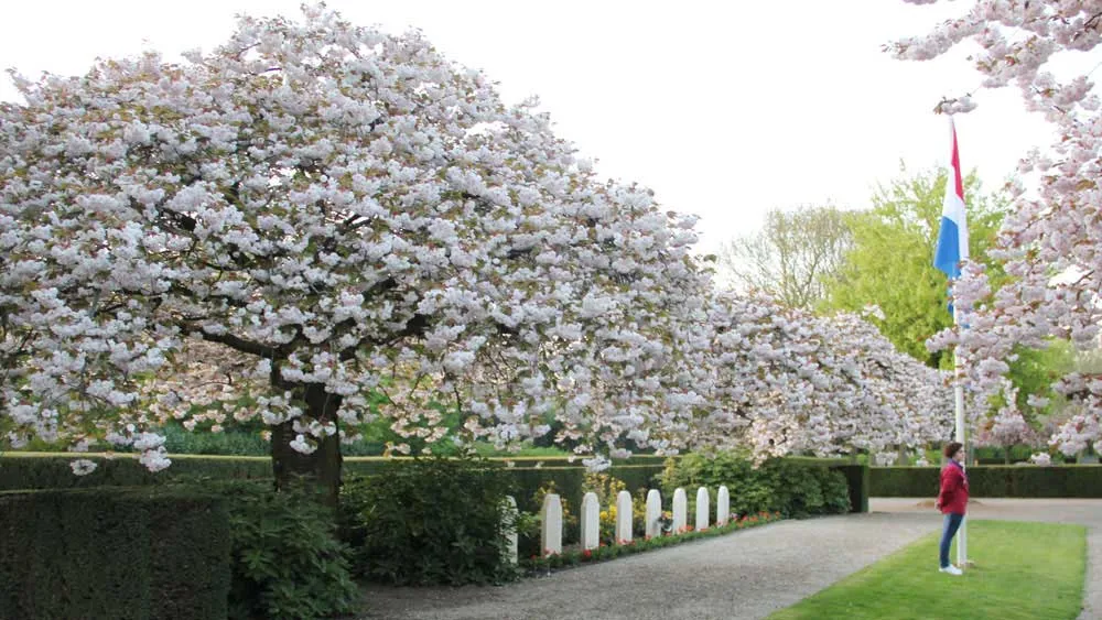 il9thvr6sv8l25kfaey6kl4xt dodenherdenking 2013 3 16 9