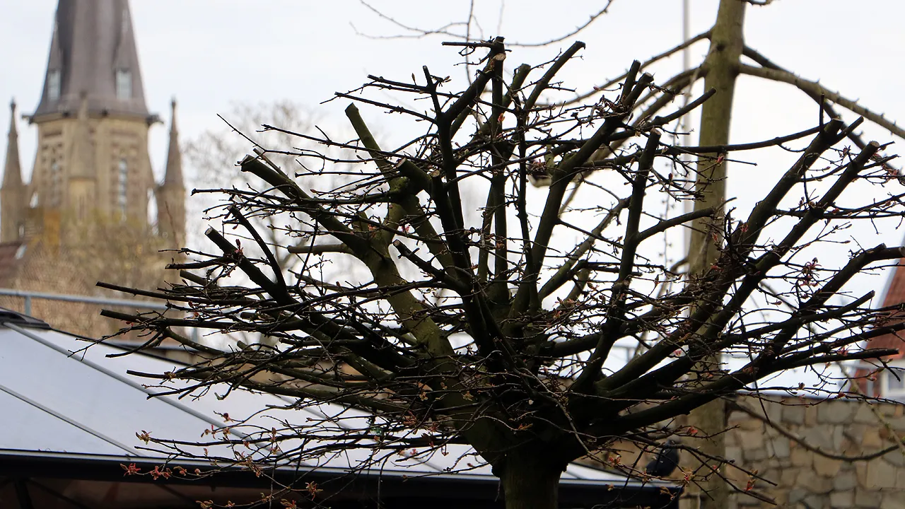 in de eigen achtertuin