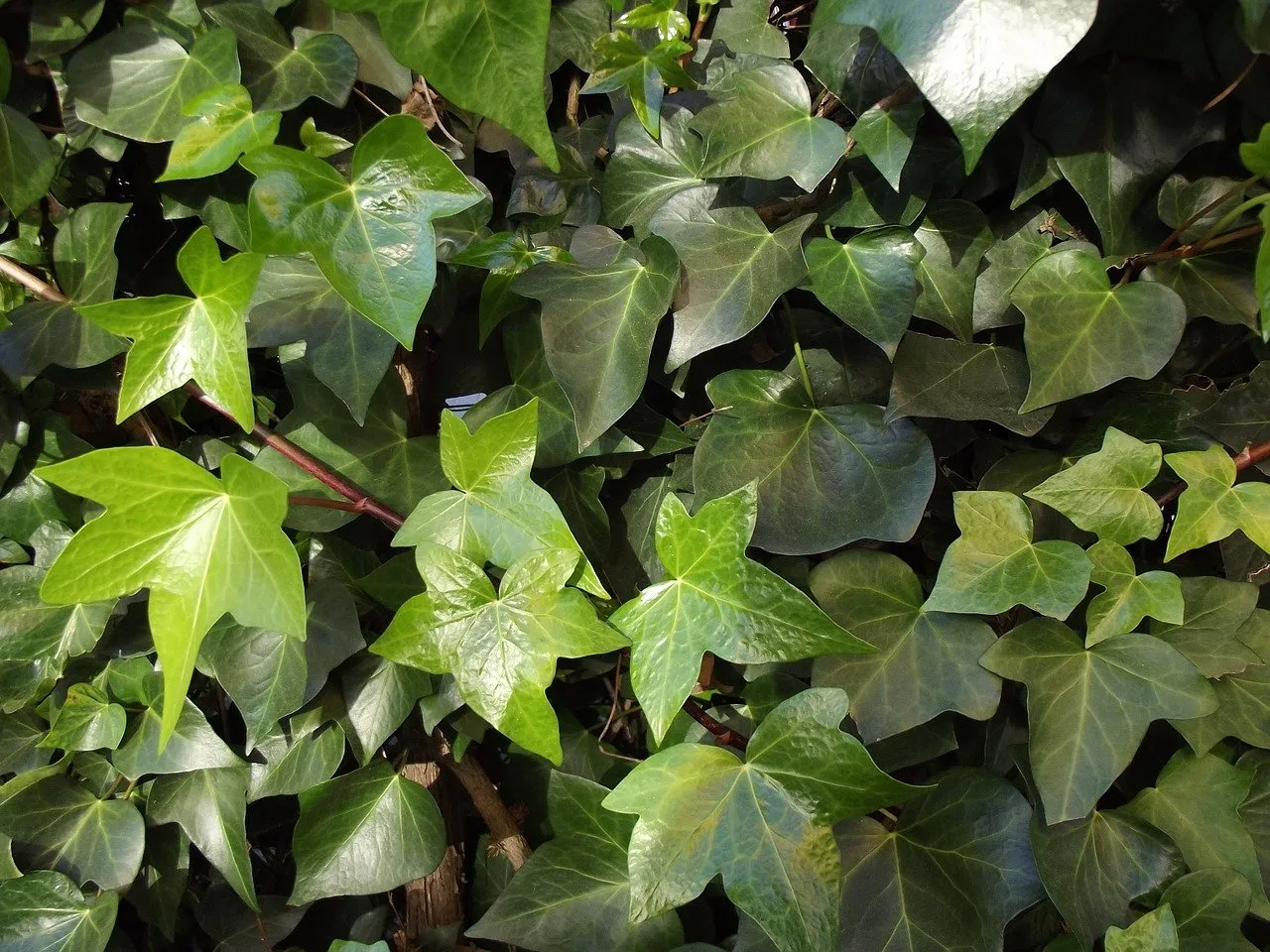 ivy 681496 1280 cc0 pixabay hedera