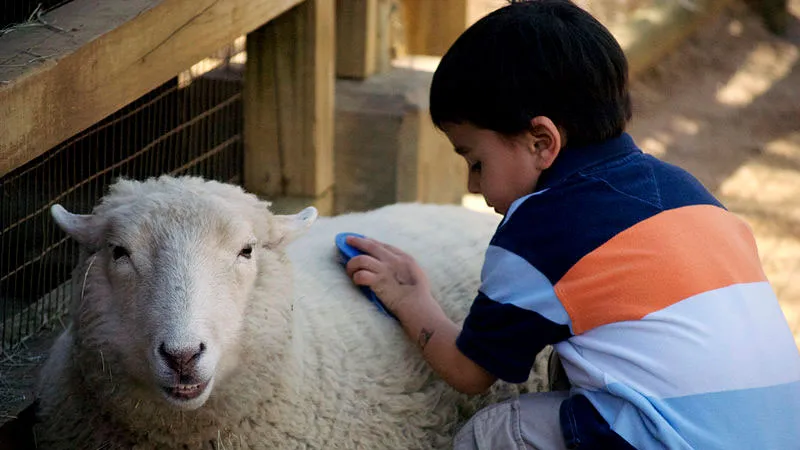 iyu3g72cj9vxtc1jrsye0k5s4 kinderboerderij kind borstelt schaap