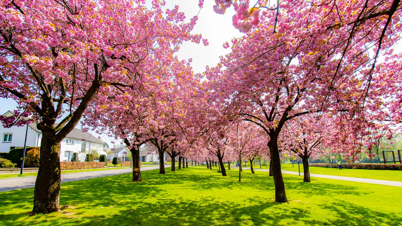 japans kers sittard vijverweg ivo goessens