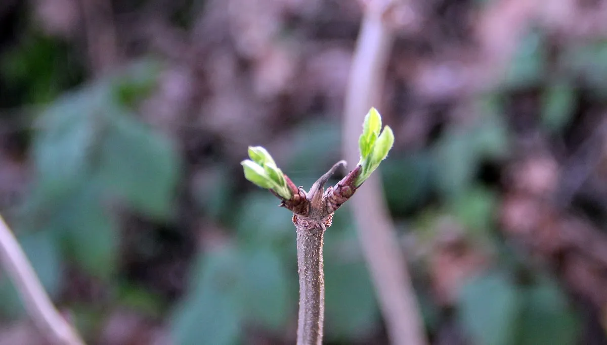 jong groen knoppen kerstmis 2015 kollenberg
