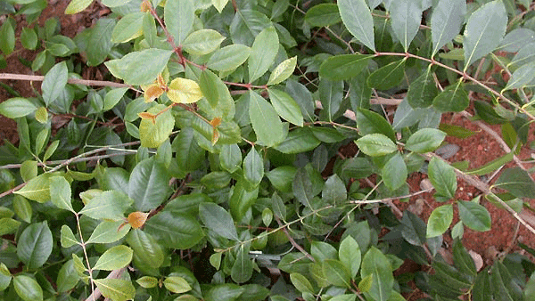 jp0cfnw674t5votteo0h6y703 qat