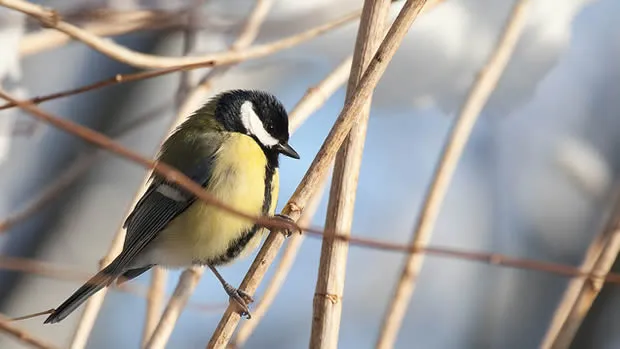 jtpsh9t7bbs6fw32n6mmpvtwr vogel tuinvogel