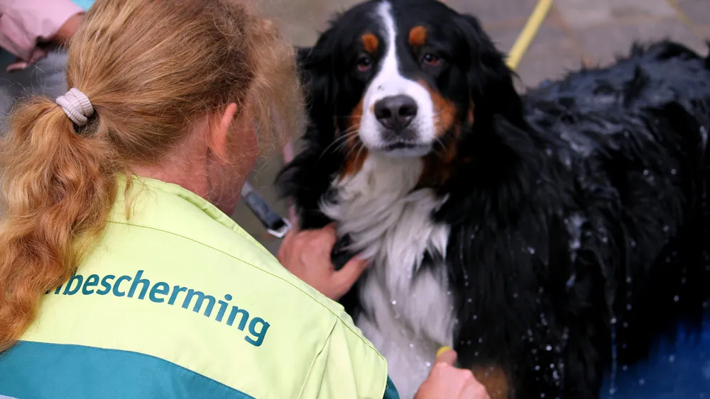 k1pjv9pe9bxbqxck3w68sf21q afbeelding hondenwasdag
