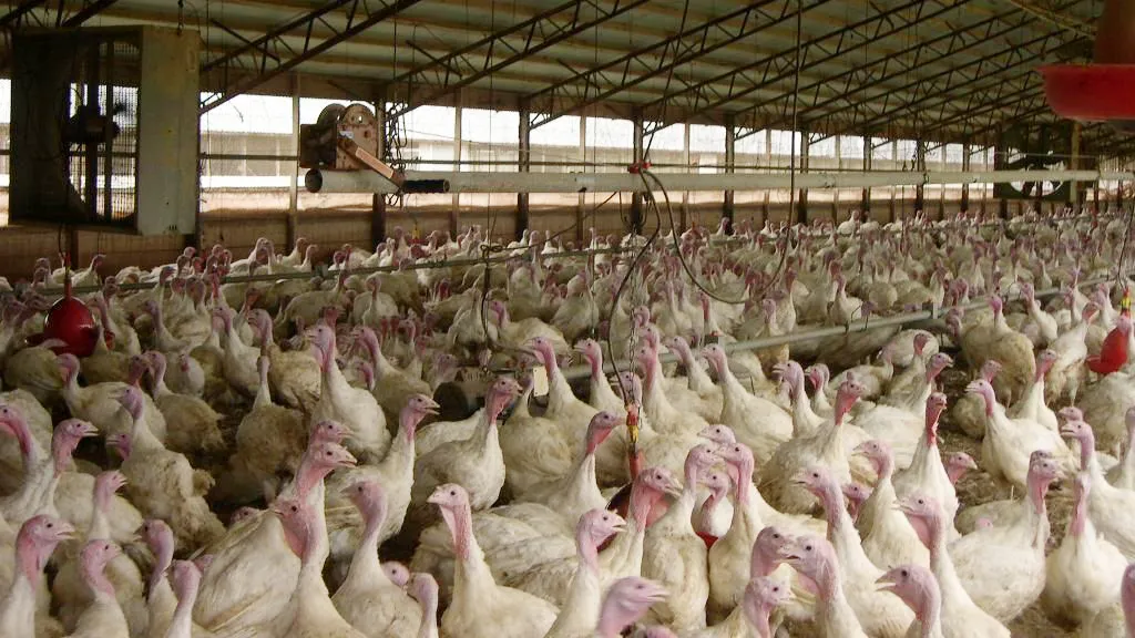 kalkoenenfokkerij cc0