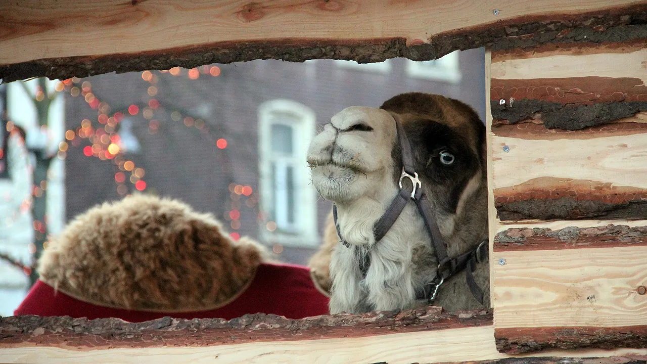 kameel levende kerststal sittard markt kerstmis 2018