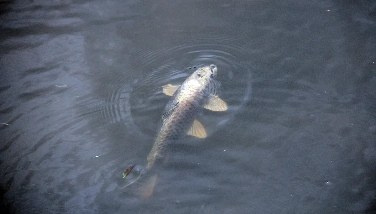 karpers in de stadsgracht