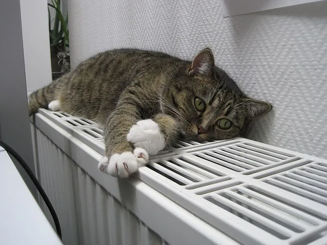 kat op radiator verwariming cat 1154649 640 cc0 via pixabay