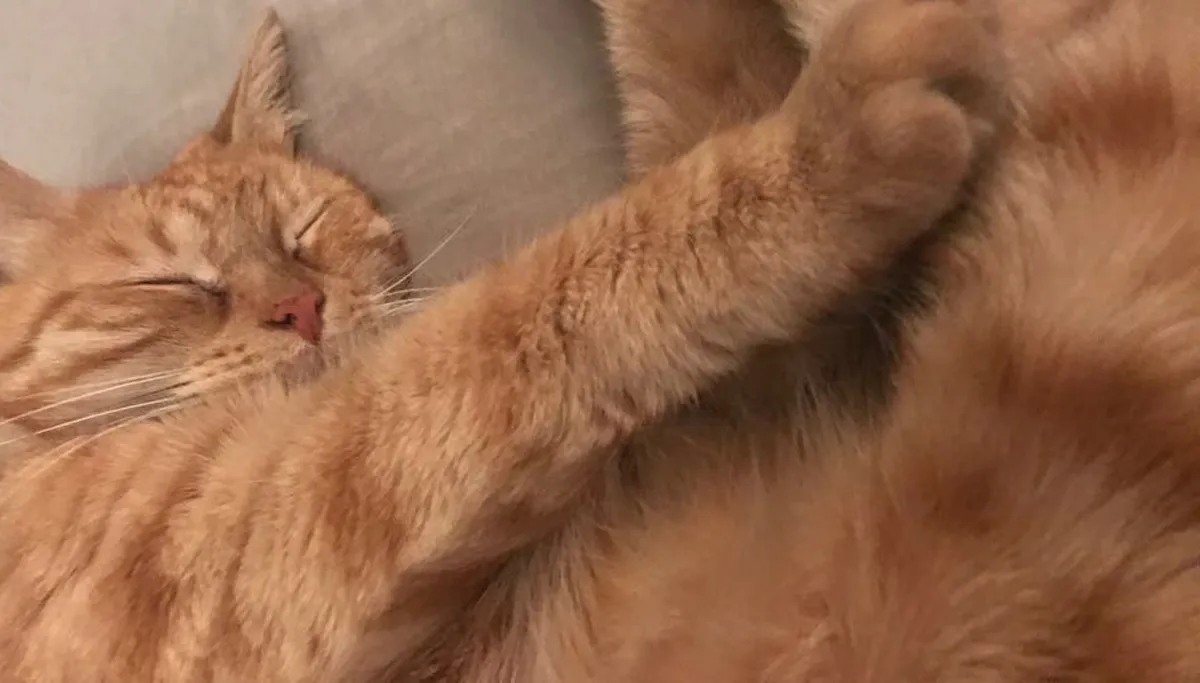 kat poes verzorgingshuis