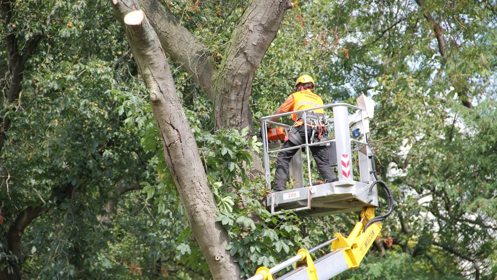 kgg03jrxqo5ezgt032aatxnni kastanjekap 16 9