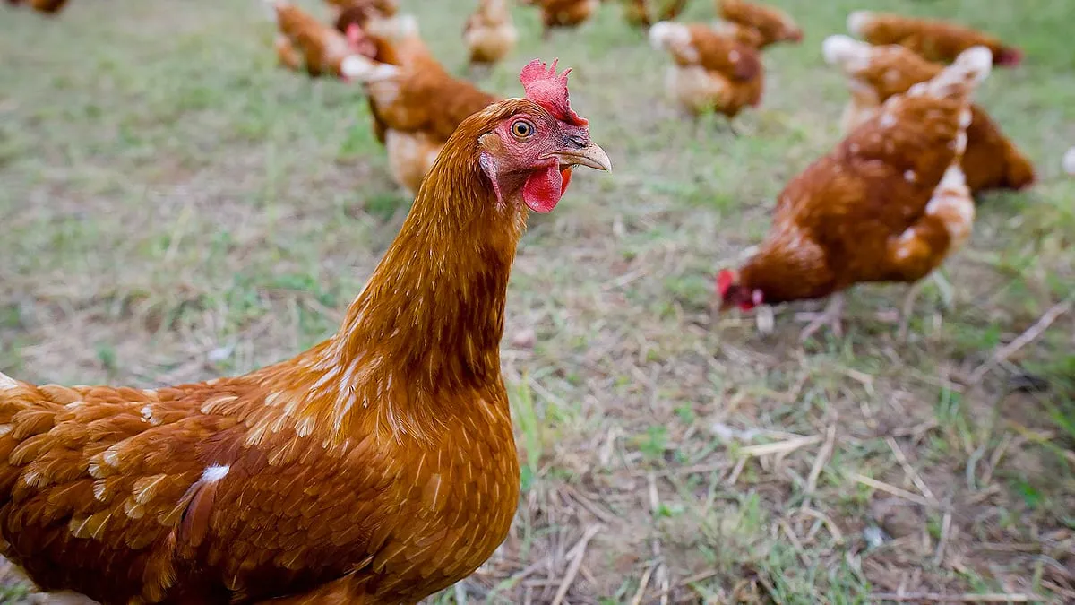 kippen vrije uitloop cc0 via pixabay