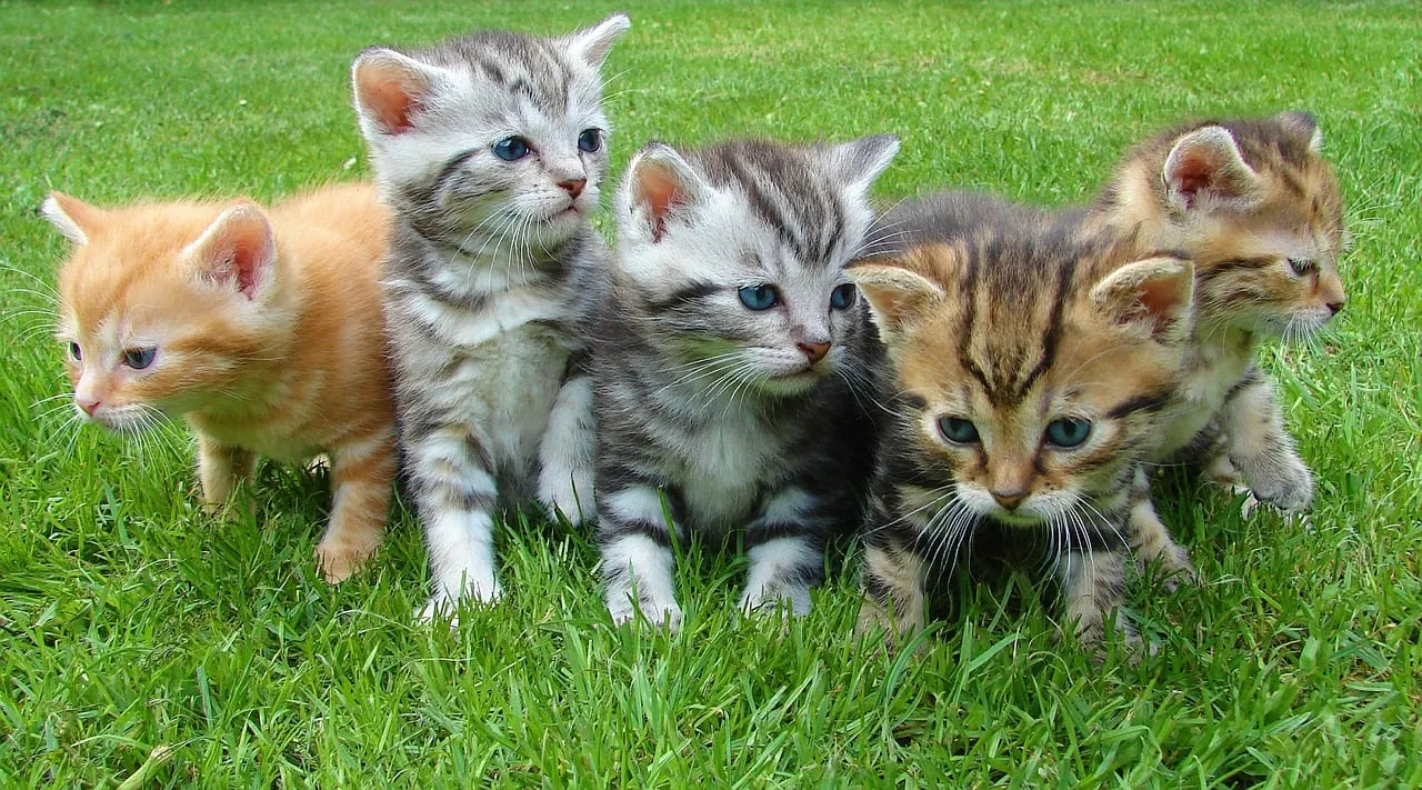 kittens 555822 1280 katten dieren dierendag cc0 pixabay