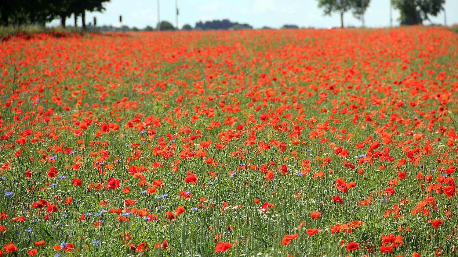 klaprozen en korenbloemen in het veld