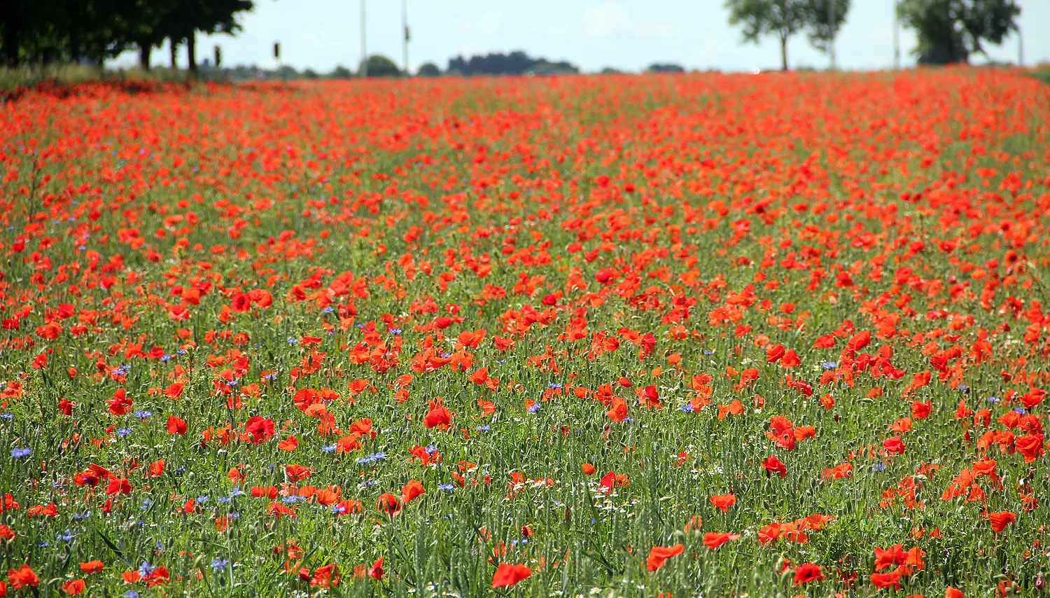 klaprozen en korenbloemen