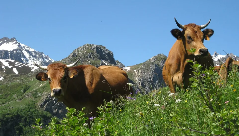 koeien op een alpenwei liegebeest wakker dier cc0 via maxpixel