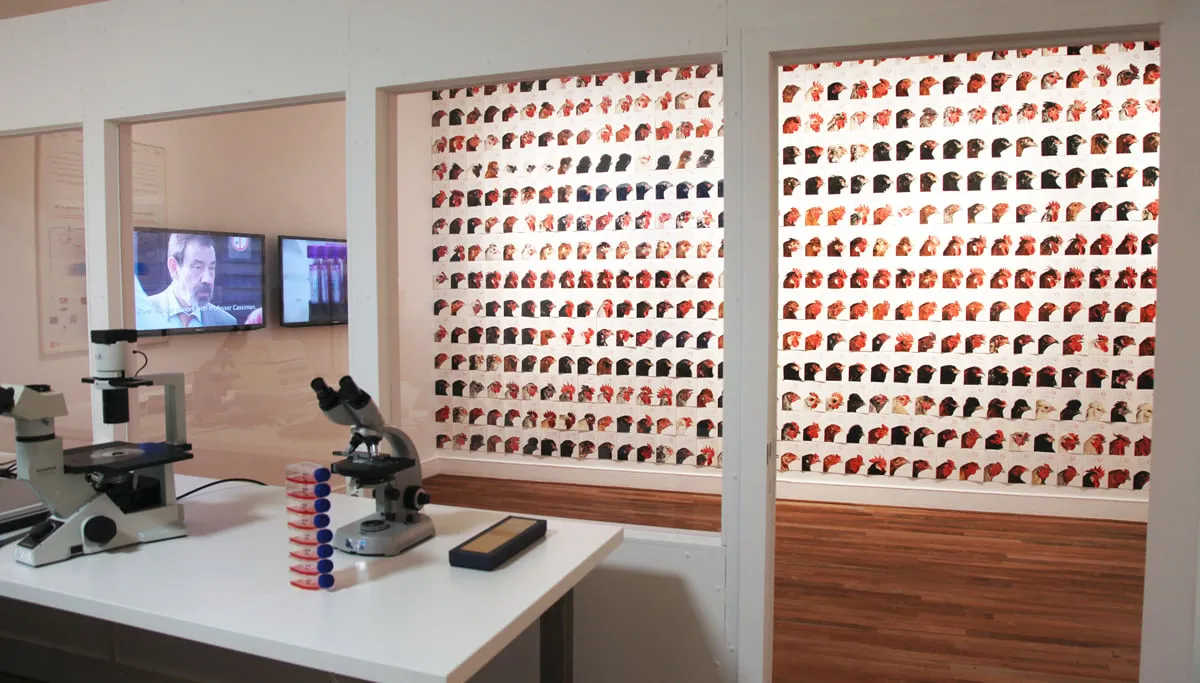 koen vanmechelen thisisnotachicken01 002