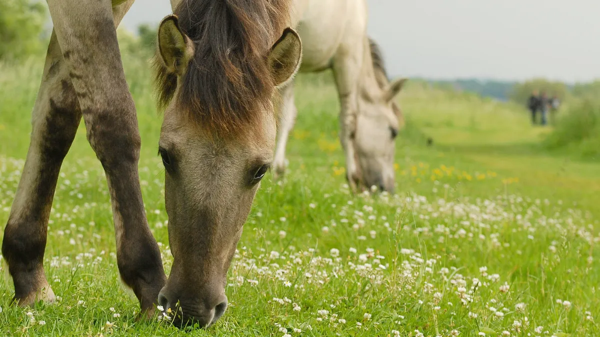 konik henkheijligers hli 8031