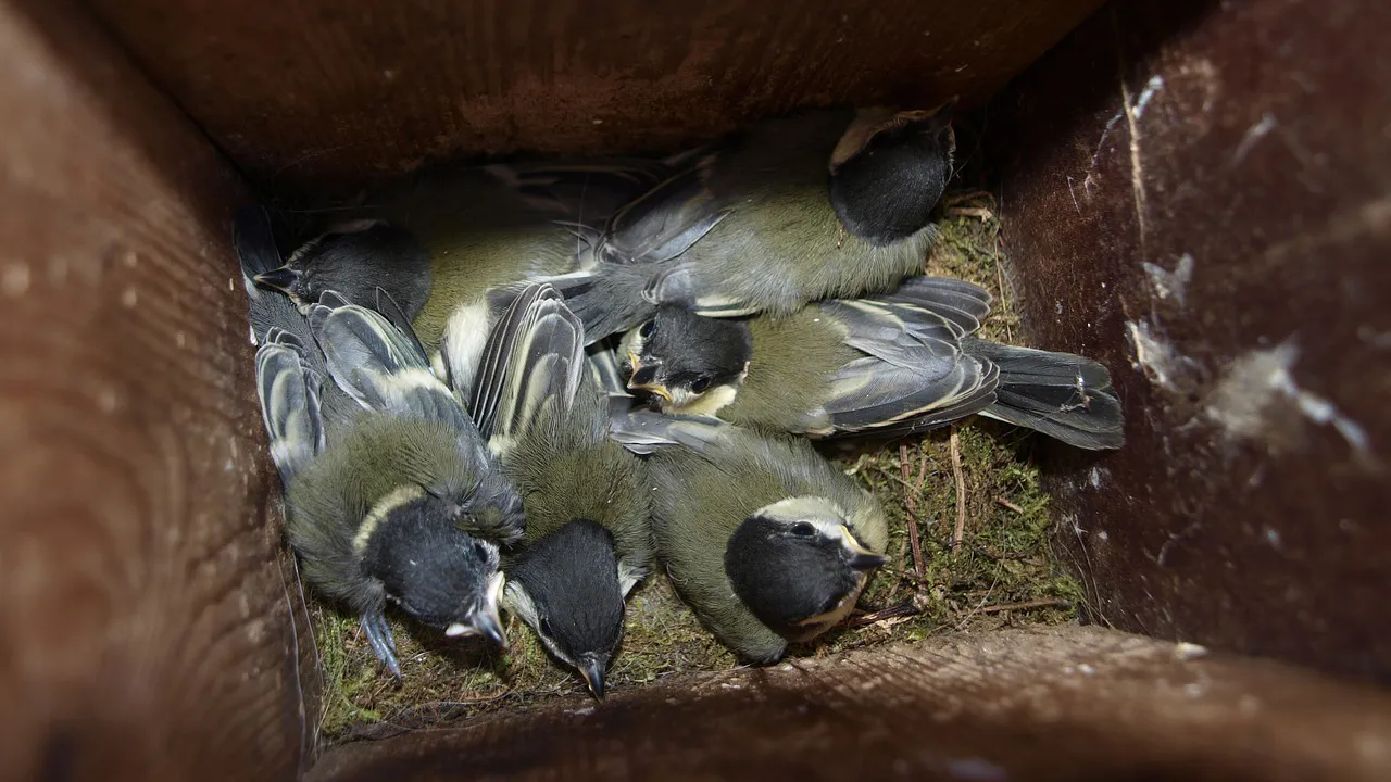 koolmeesjes cc0 joke van der leij via pixabay