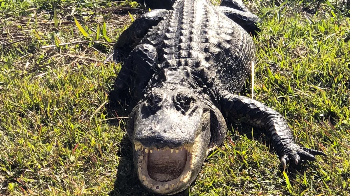 krokodil alligator pixnio