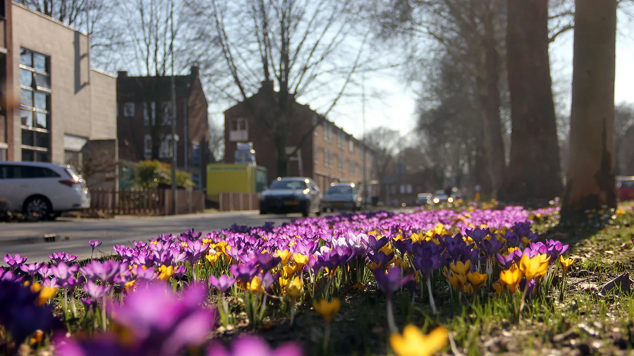 krokussen op oranjelaan geleen 27 februari 2019