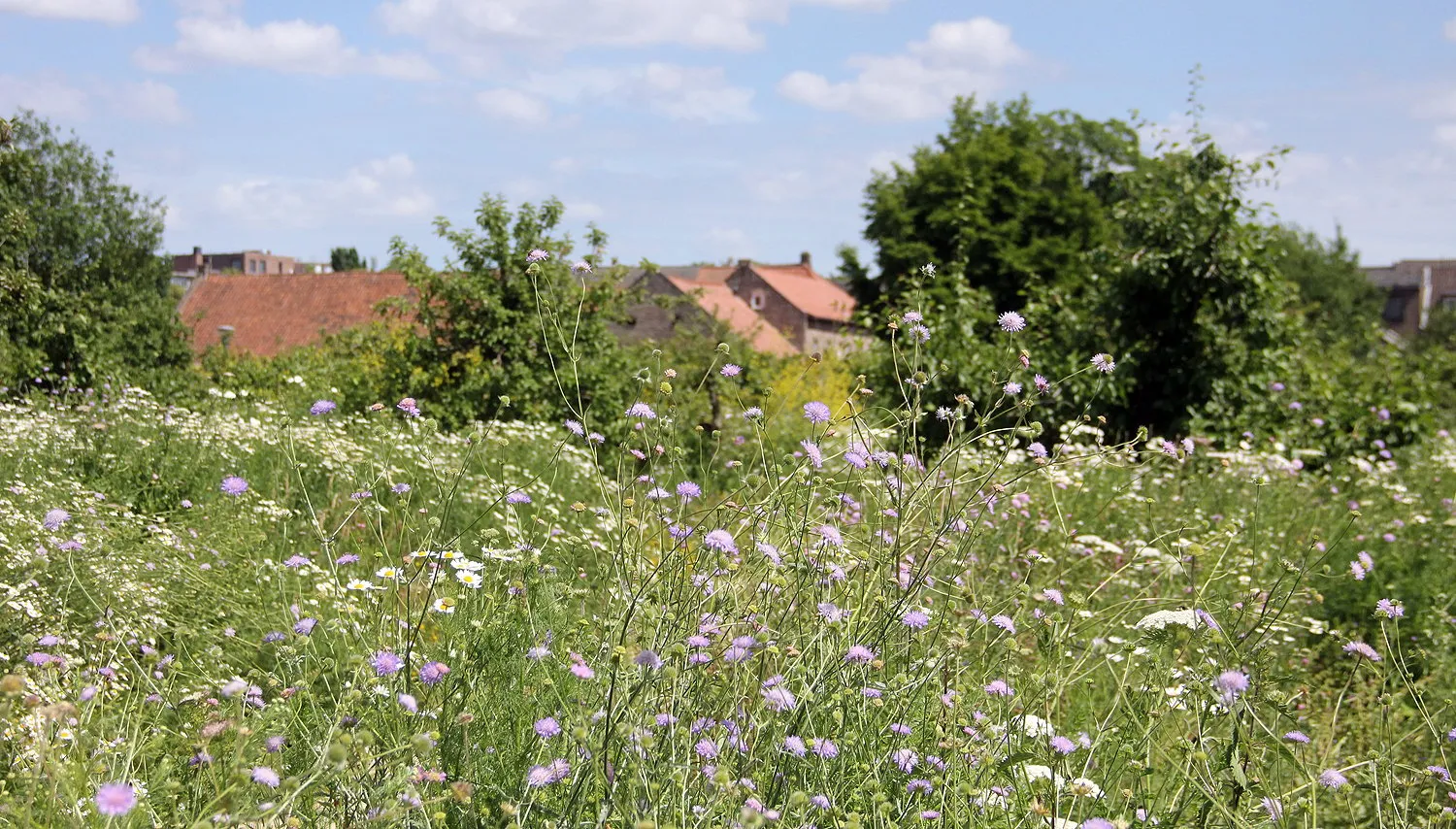 kruiden en bloemen in ursulinentuin