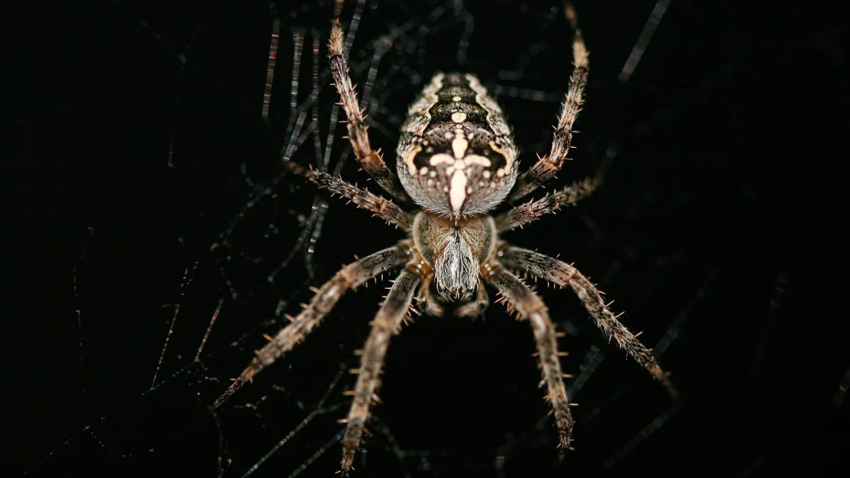 kruisspin cc0 via pixabay