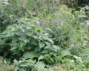 l2z0fgtm0g3pjf9tyvkxspeel 158709