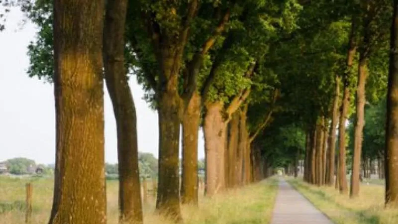 laan met eiken vdl nedcar