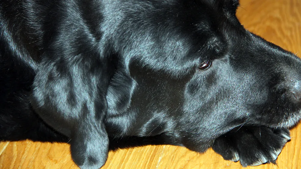 labrador bodie