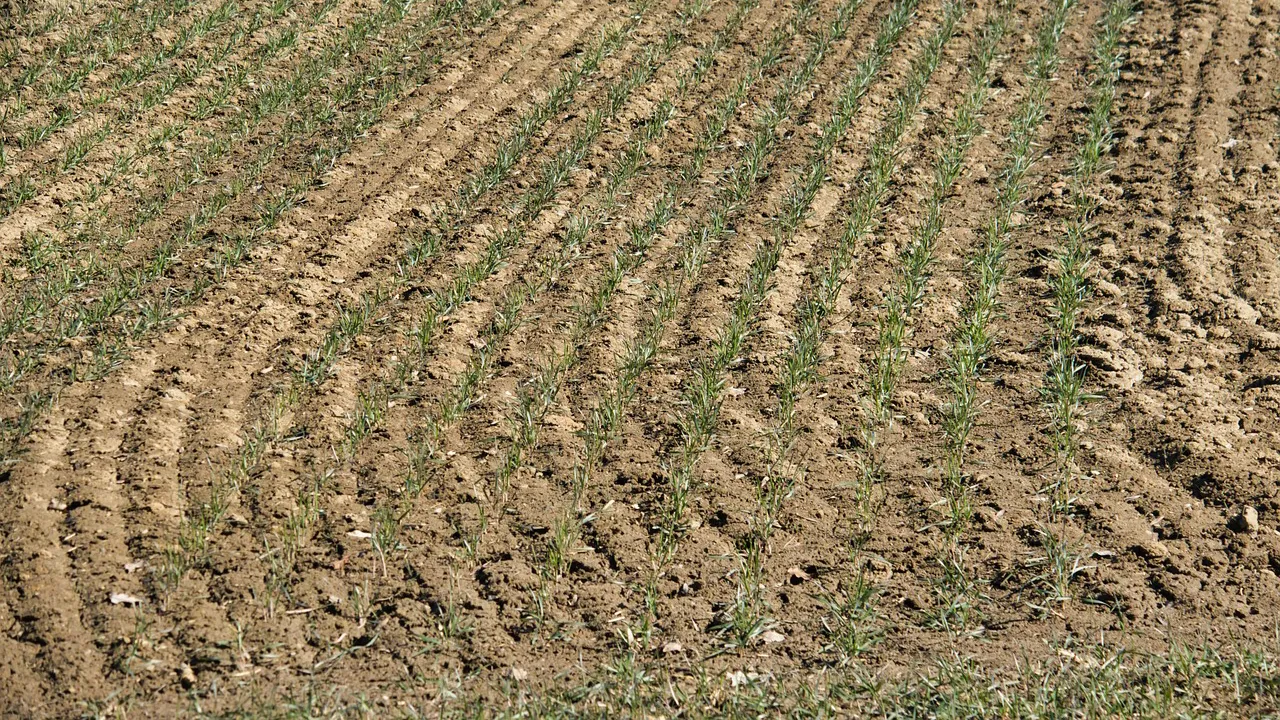 landbouw cc0 h hach via pixabay