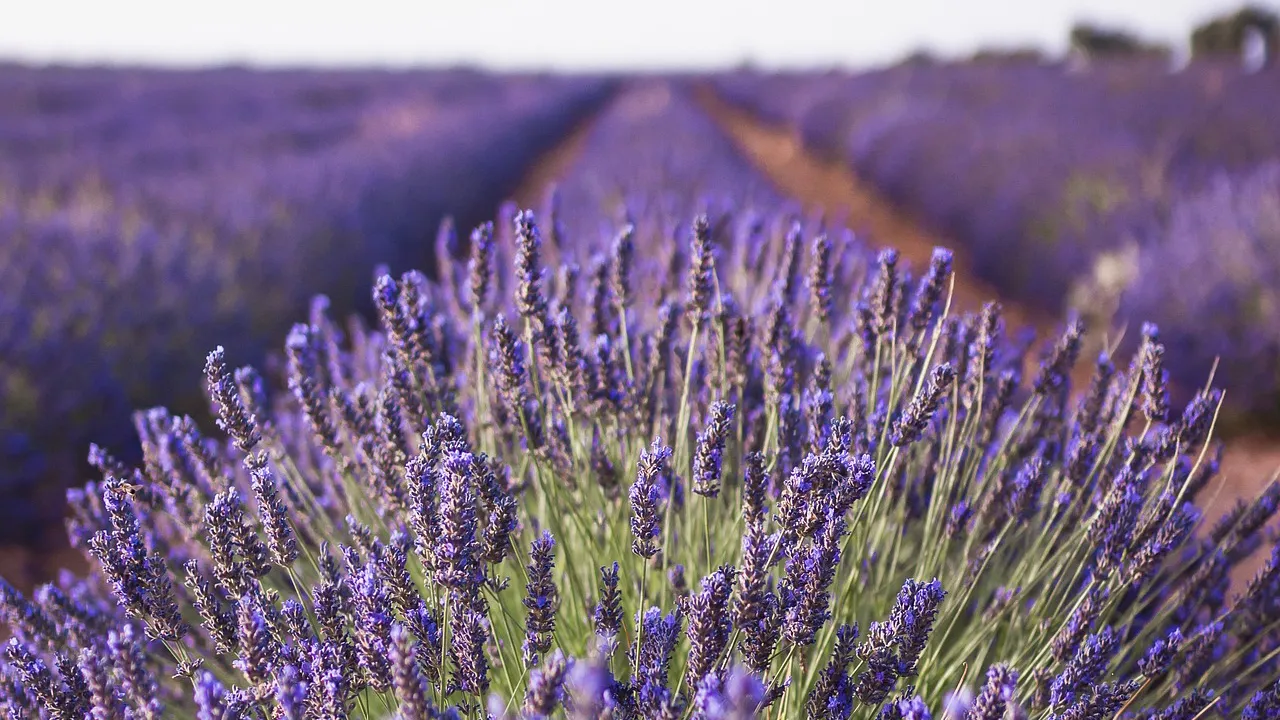 lavendel frankrijk cc0 pixabay