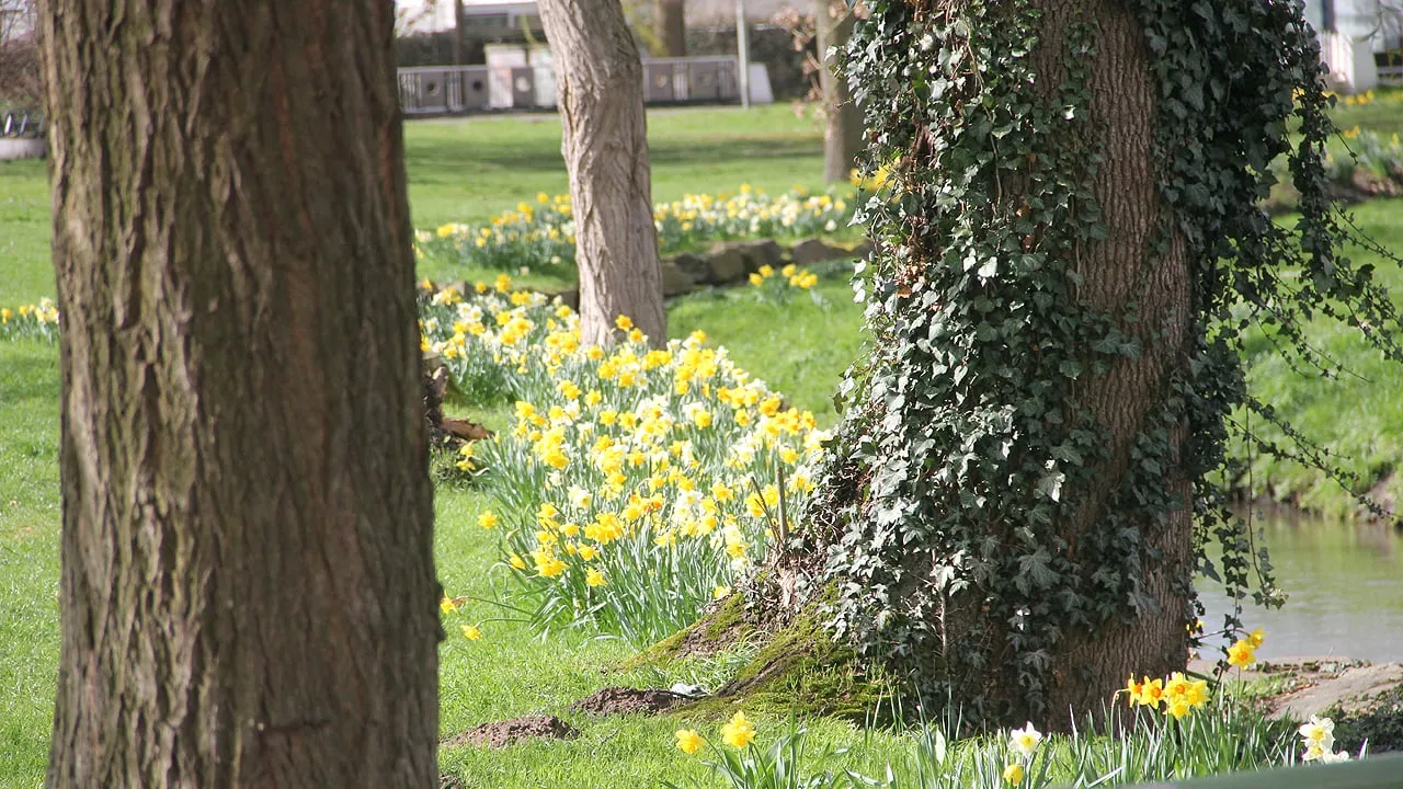 lente 2019 beek kastanjelaan sittard