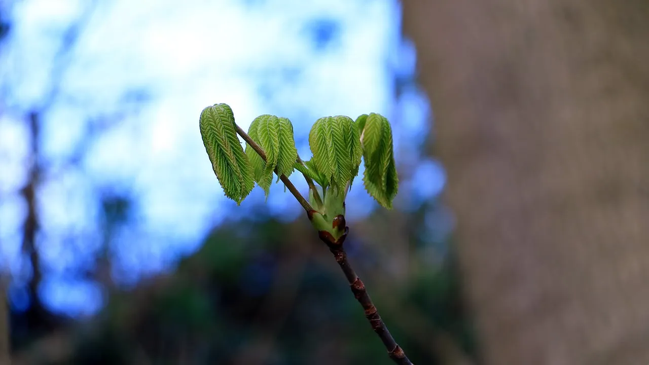 lente kollenberg 2020