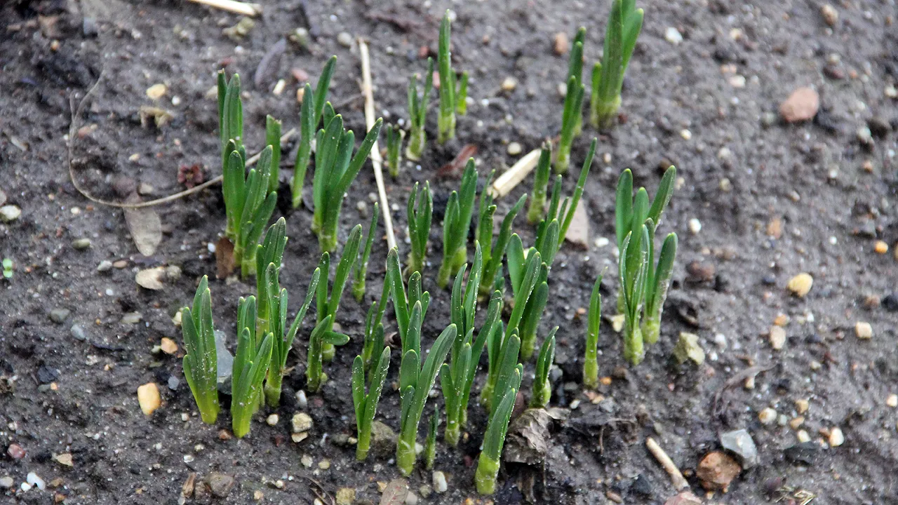 lente komt eraan 2019