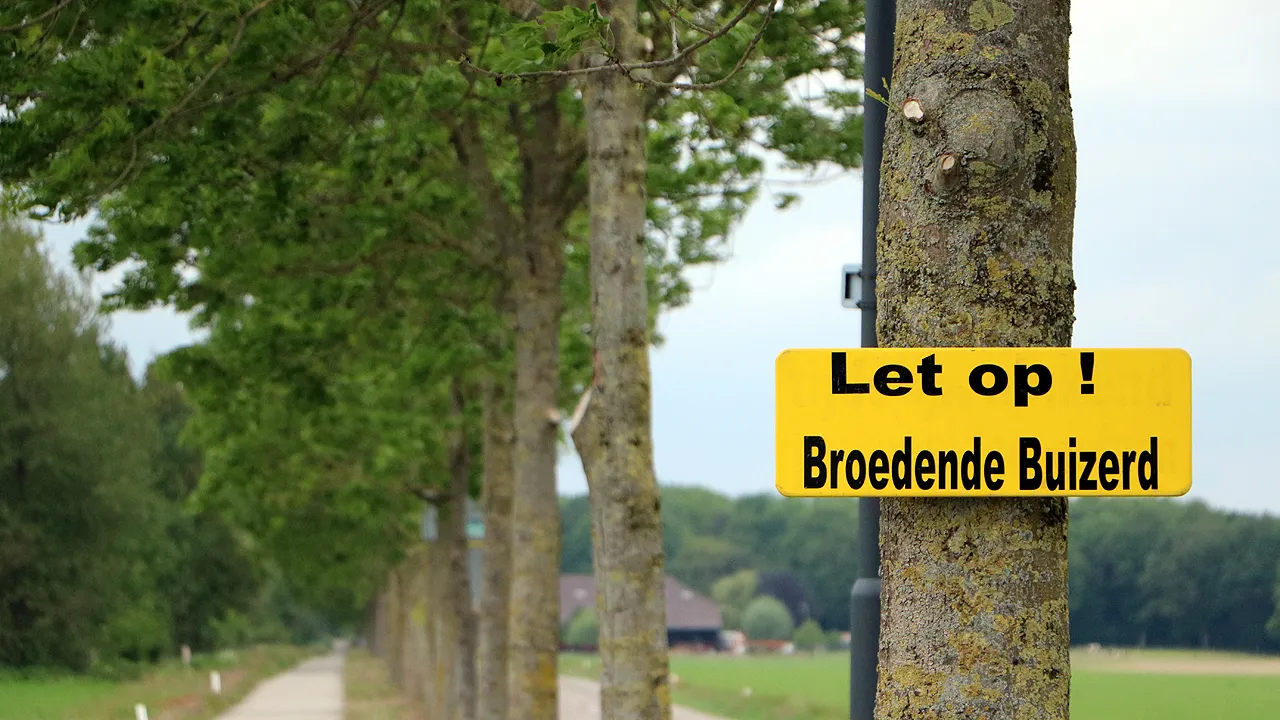 let op broedende buizerd